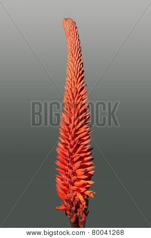 Aloe Flowers