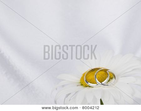 Ð¡hamomile and two weddings rings