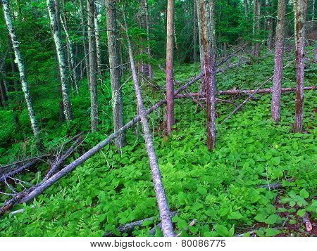 Northwoods Michigan Forest Landscape