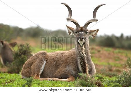 Maschio di antilope Kudu