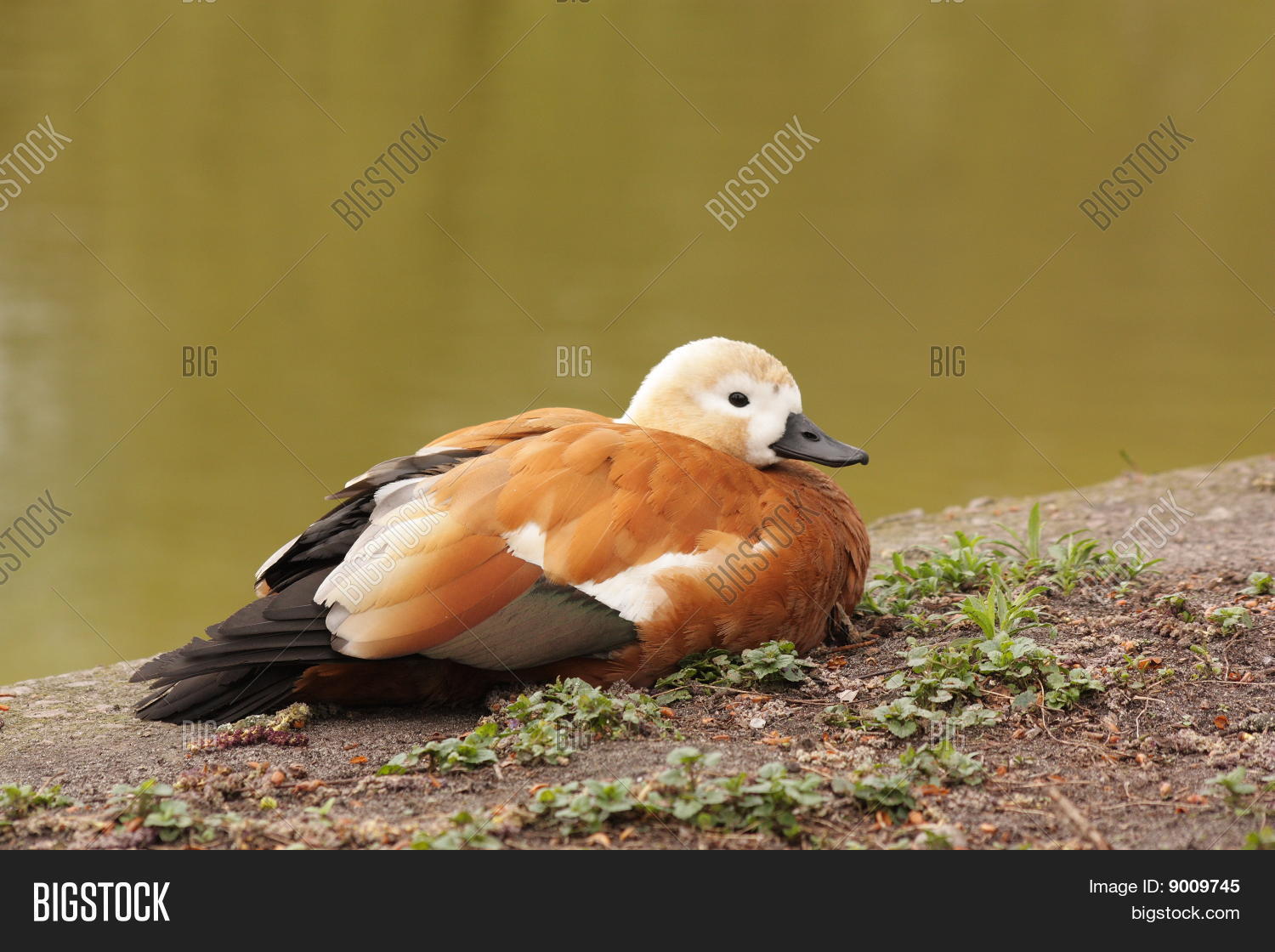 Image Preview