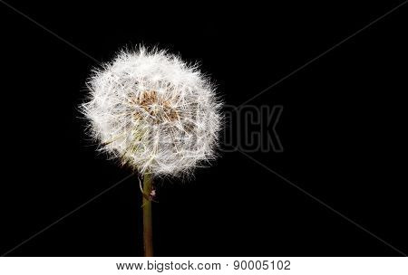 Dandelion Seed Head Closeup: Exquisite Detail Of Taraxacum Officinale, Fresh Specimen. Sharp From Fr
