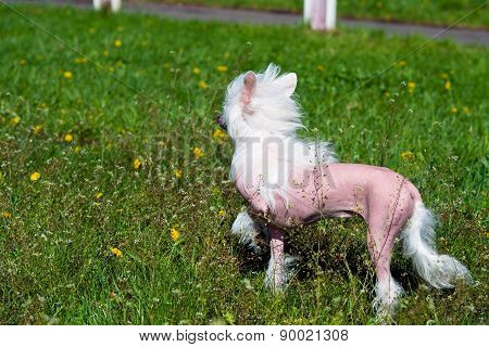 Chinese crested dog in field.