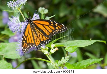 Monarch Butterfly