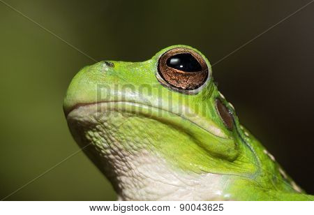 frog portrait Hypsiboas riojanus a Bolivian tree frog living in the high valleys of the Andes