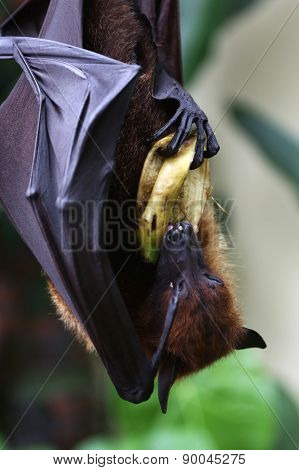Bat hanging on the tree eating bananna