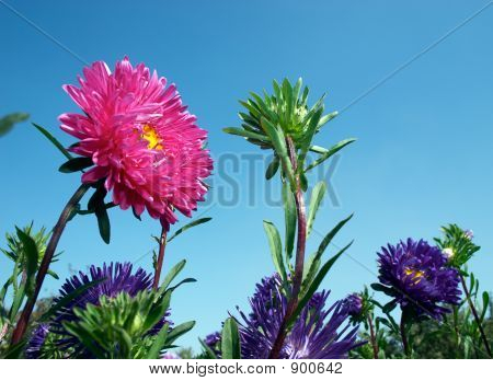 Aster