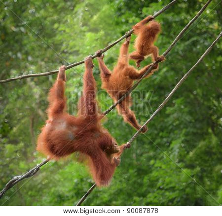 Orangutangs In Funny Poses Walking On A Rope