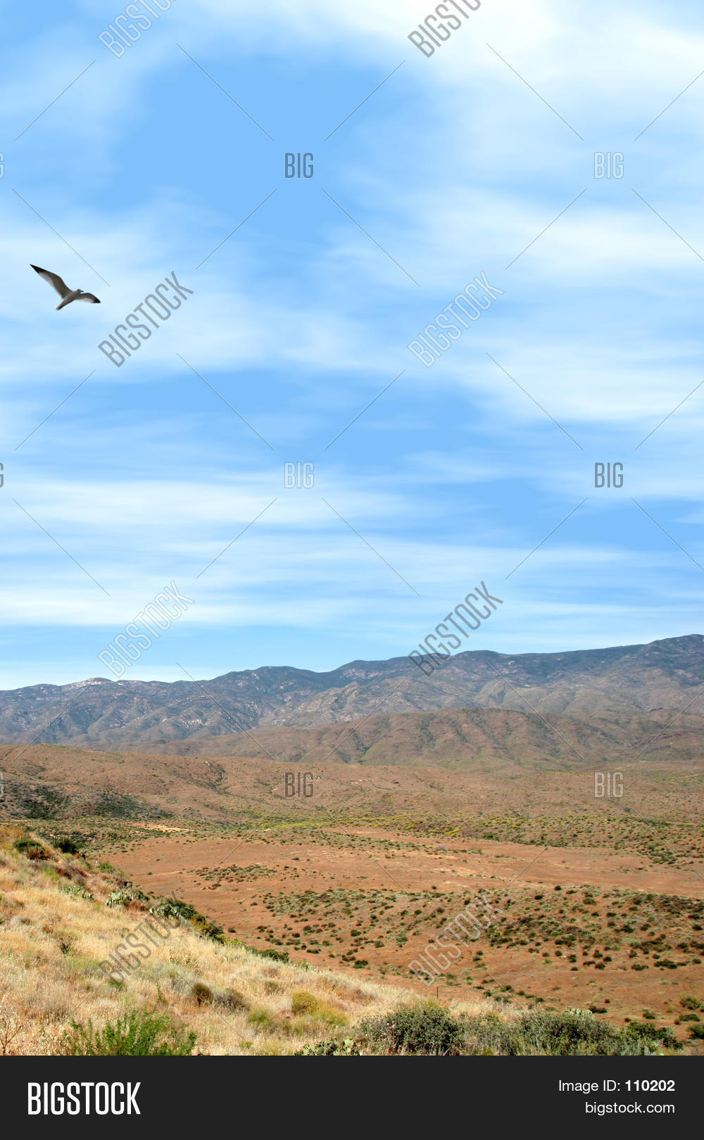 Image Preview