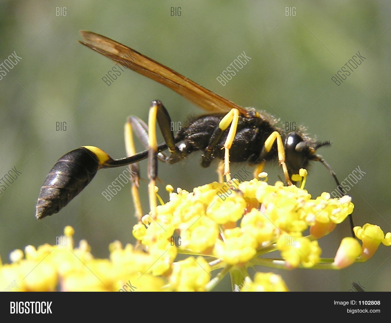 Image Preview