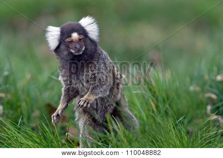 Marmoset (Callithrix Jacchus)