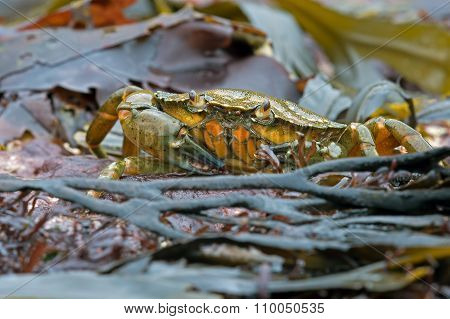 Green Shore Crab (Carcinus Maenus)