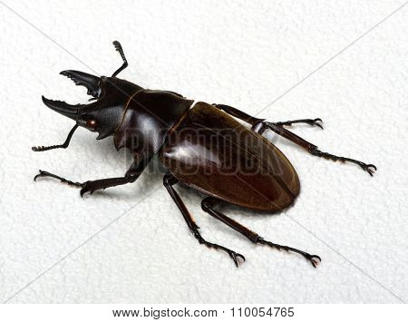 Stag beetle isolated on background