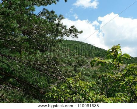Forest In Mountains And Blue Sky
