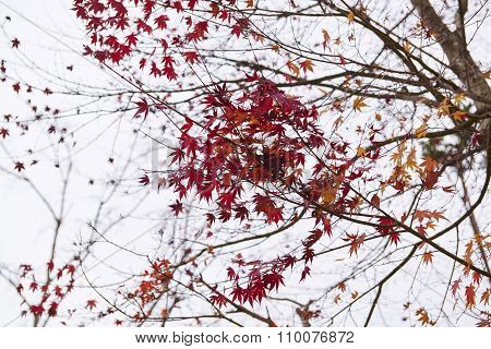Autumn In Japan