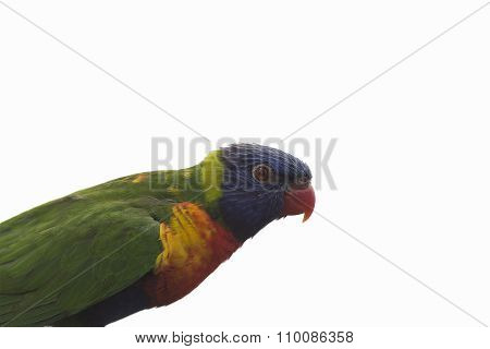 Portrait Of Colorful Parrot Isolated On White.