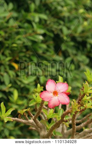 Pink Flowers In A Nature At The Garden