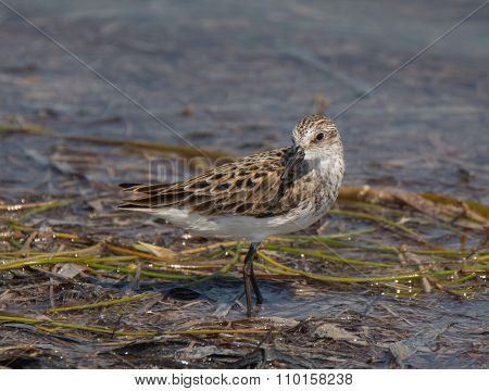 Semipalmated Sandpiper