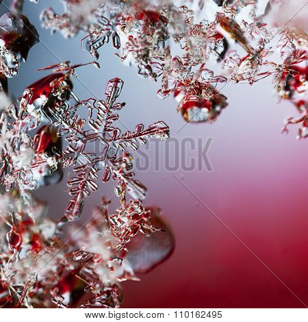 A Real Snowflake Macro Lies Among Other Snowflakes On A Red Background