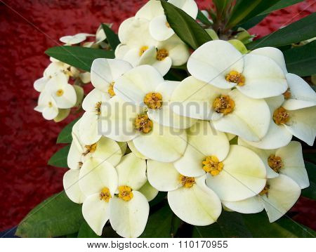 ? Lot of white and yellow flowers