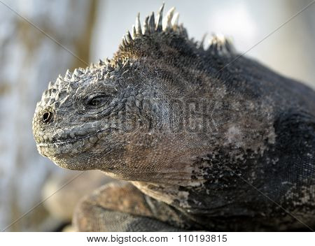 The Marine Iguana On The Black Stiffened Lava. The Male Of Marine Iguana (amblyrhynchus Cristatus)