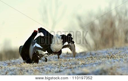 Fighting Black Grouses
