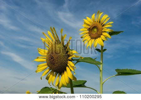 Sunflower and Sky background in Thailand