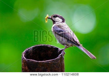 Tit with prey, maternity bird.