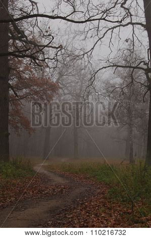 Path leads in autumn foggy forest