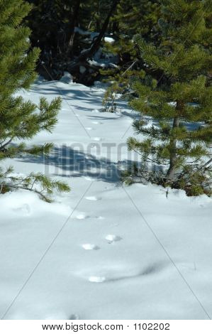 Coyotetracksinsnow