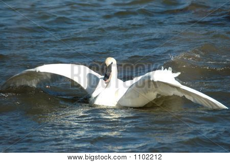 Trumpeterswan1