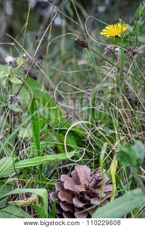 Fine Wild Growth On A Forest Floor