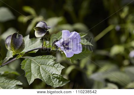 Nicaranda Physalodes