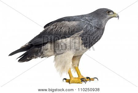 Chilean blue eagle - Geranoaetus melanoleucus (17 years old) in front of a white background