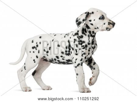 Dalmatian puppy with heterochromia walking in front of a white background