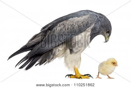 Chilean blue eagle - Geranoaetus melanoleucus (17 years old) looking at a chick in front of a white background