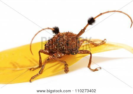 Aristobia Horridula