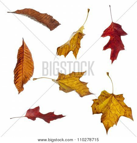 Autumn Leaves Falling
