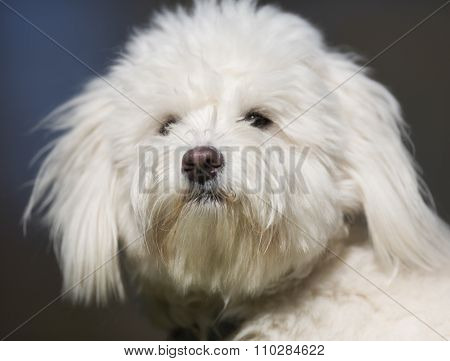 Coton De Tulear Dog Outdoors In Nature