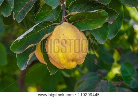 Yellow ripe quince.