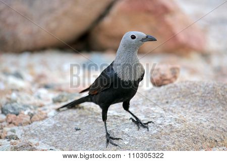 Socotra starling (Onychognathus frater) 