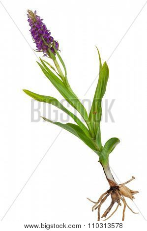 Medicinal plant: Orchid - Dactylorhiza fushsii
