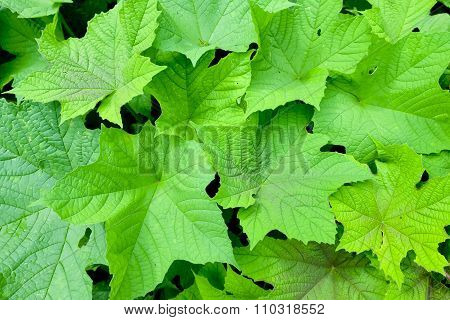 Leaf texture