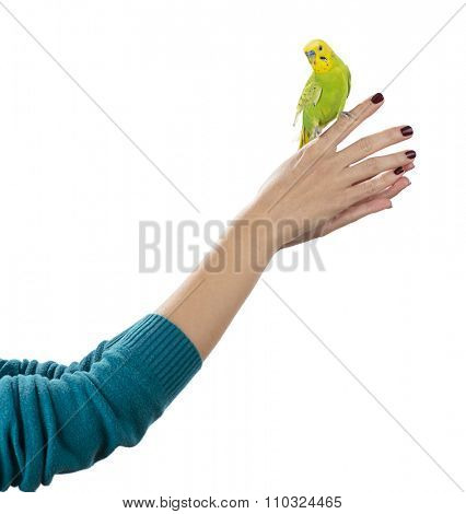 Budgerigar bird on hand isolated on white background.