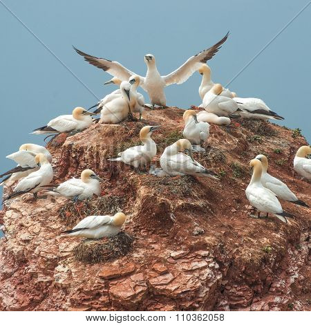 Beautiful Gannets At The Lonely Island Helgoland In North Sea Of Germany