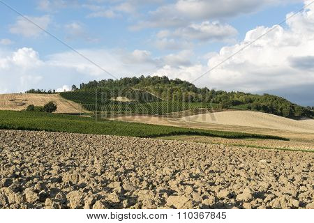 Vineyards In Oltrepo Pavese (italy)