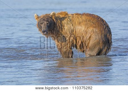 Grizzly Dripping From Fishing In The Water