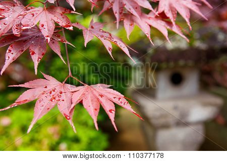 Red maple and traditional temple lantern in Japan
