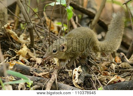 Northern Treeshrew