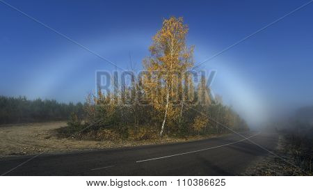 The Fogbow